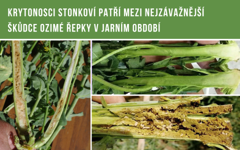 Krytonosci stonkov&iacute;